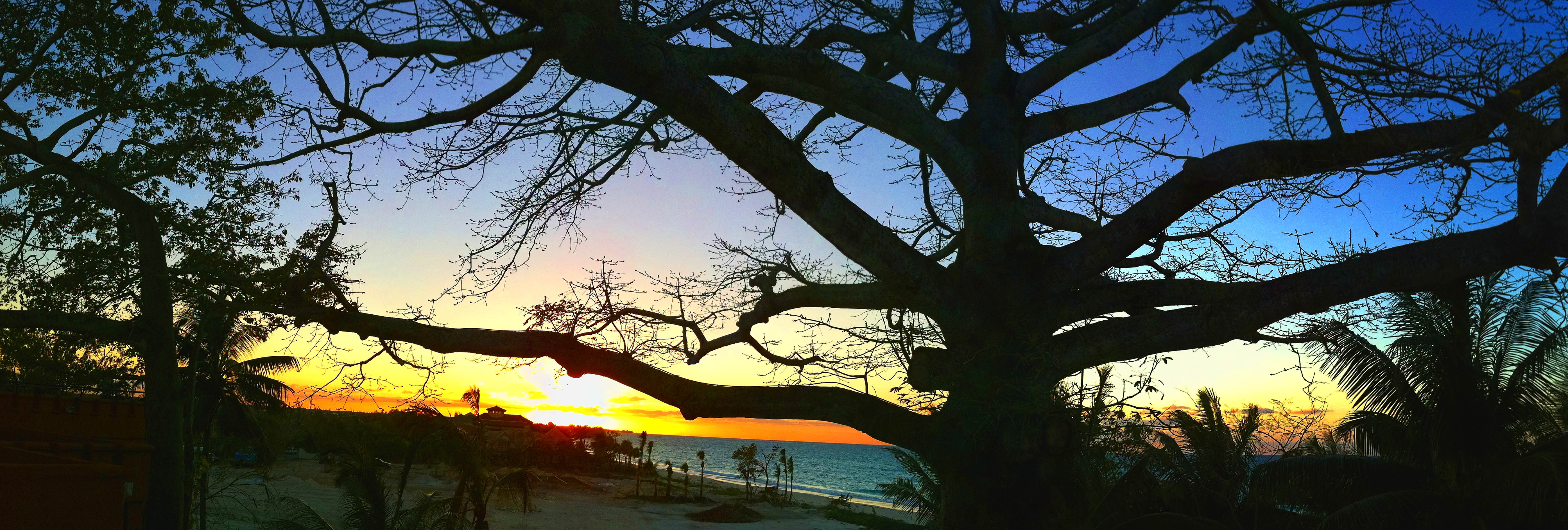 200 Year old Cotton Tree